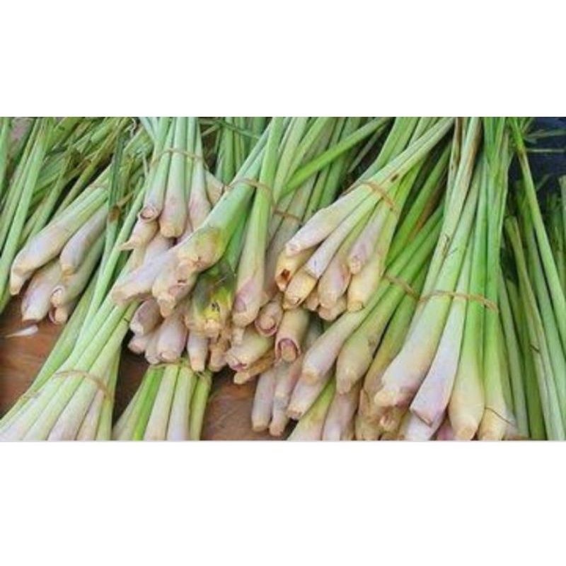 

sere segar 100 gram sereh