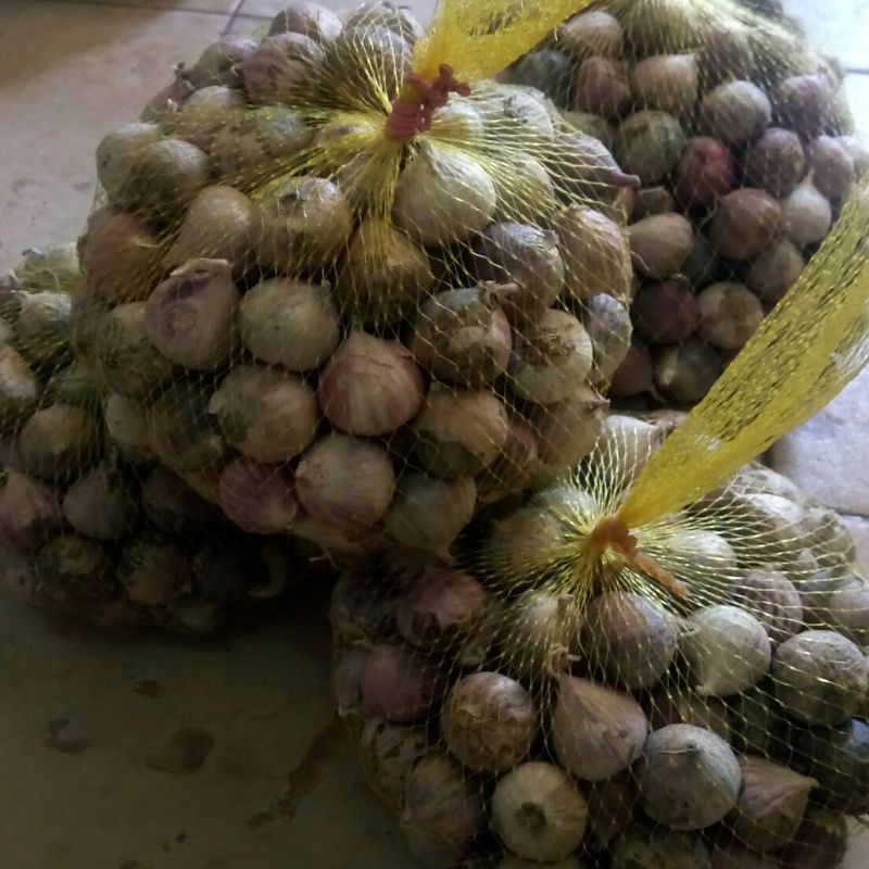 

Bawang putih tunggal ukuran kecil kemasan 500 gram