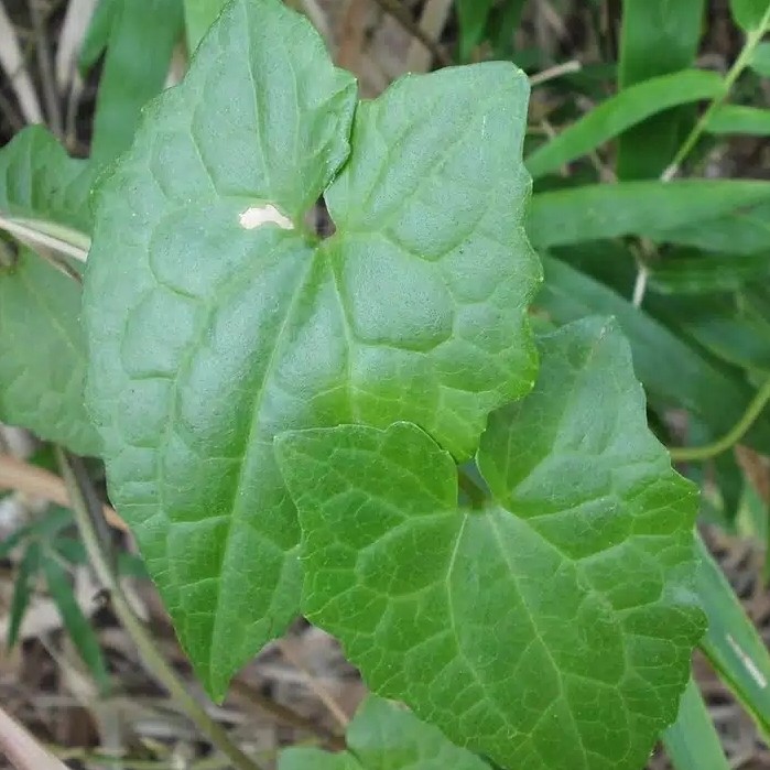 

Daun sembung rambat 200gr jantung maagh dll