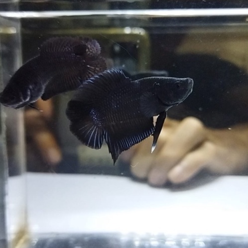 SEPASANG CUPANG PLAKAT DOUBLE TAIL/PKDT BLACK LACE 100% REALPICT (AU3)