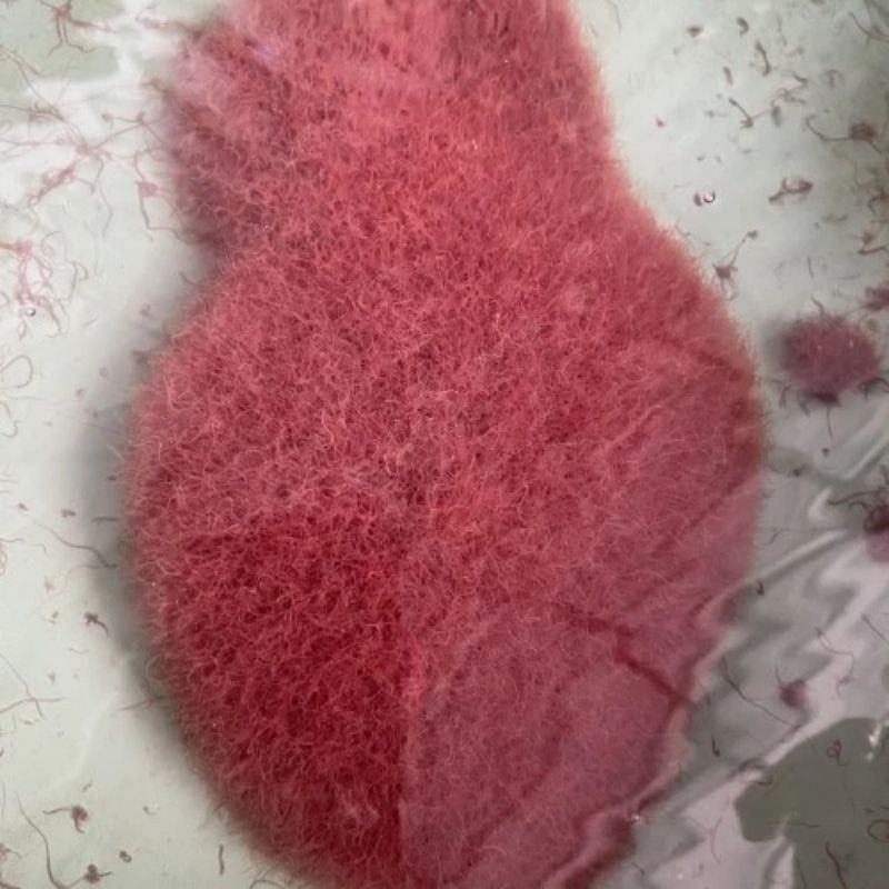 Cacing sutra 1 liter