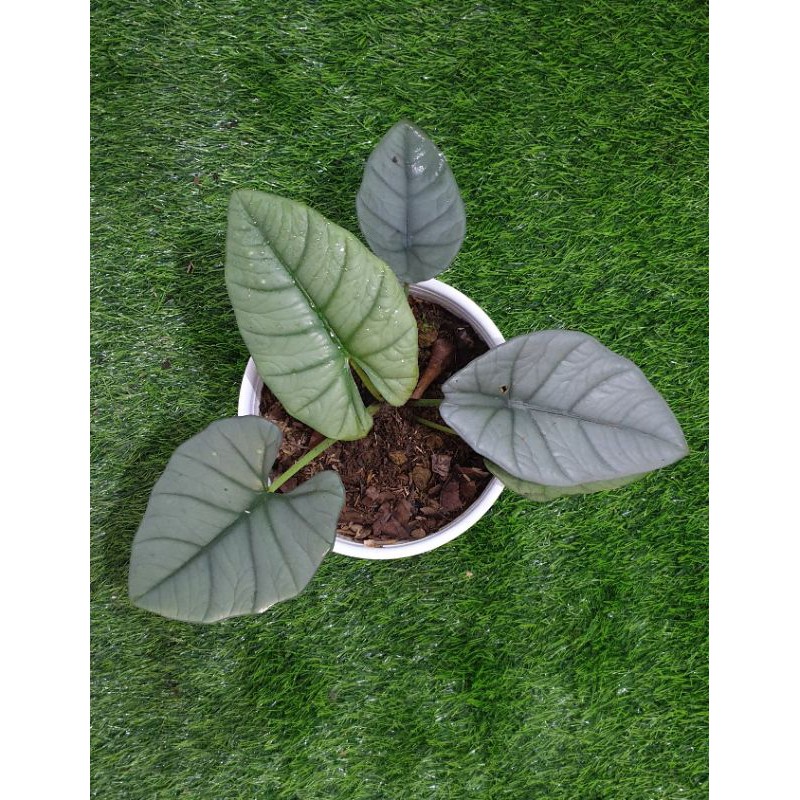 Alocasia Reginae