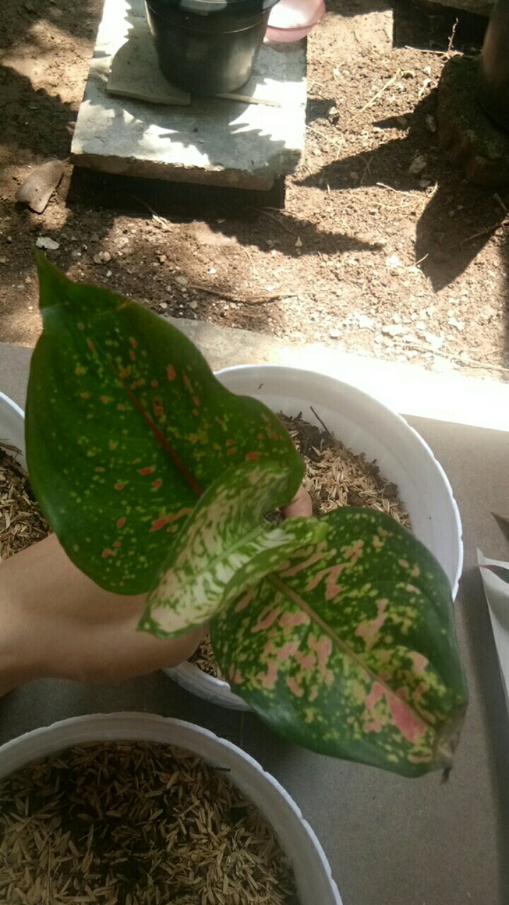 Tanaman Hias Bibit Aglonema Dut Anjamani