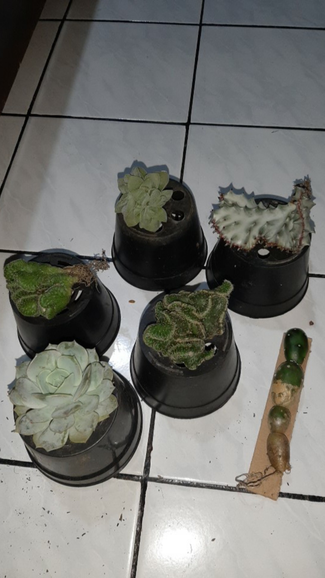 Paket Tanaman Hias Sukulen Sekulen Medium Random