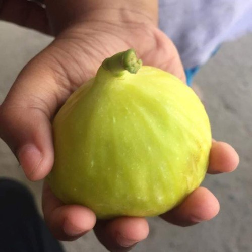 Bibit Buah Tin Yellow Giant Khasi Fresh Cangkok