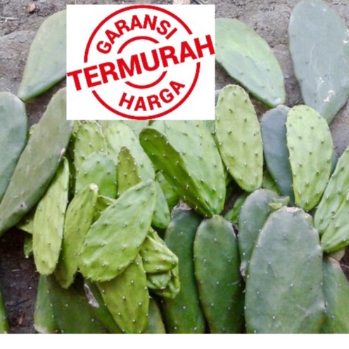 

TERMURAH 500g KAKTUS CENTONG SEGAR, Makanan torto, kura kura darat, tortoise 500gr