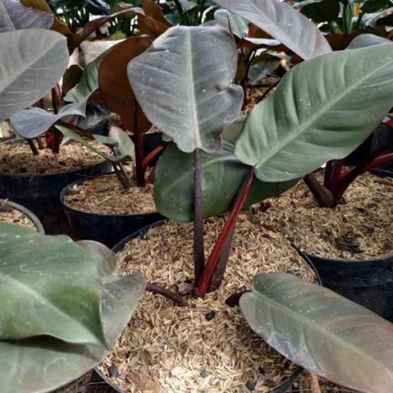 Philodendron Black Cardinal