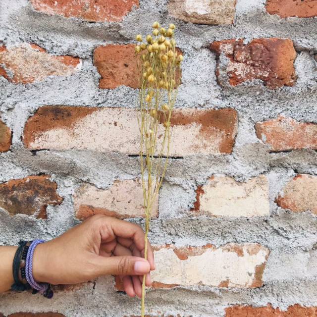 

Bunga kering Lino murah