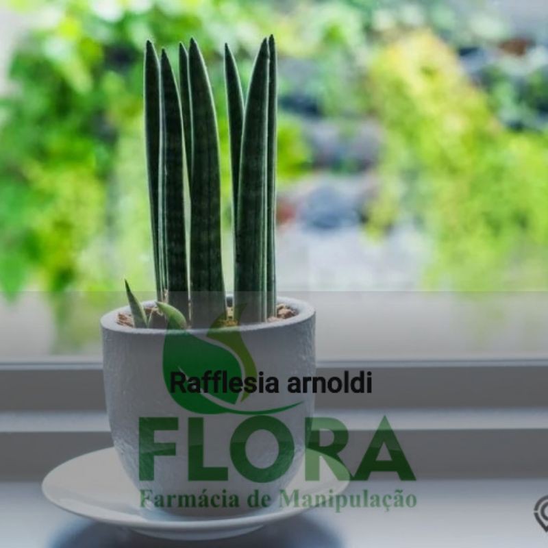 Tanaman sansiviera Stuckyi/Sansivera tombak lidah mertua tombak