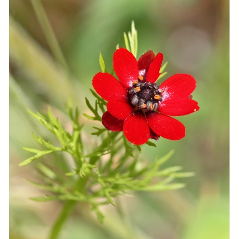 Benih Bibit Biji - Bunga Summer Pheasant's Eye Flower Seeds - IMPORT