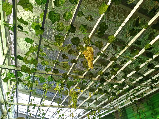 Daun Rambat Plastik Anggur Jumbo 2meter