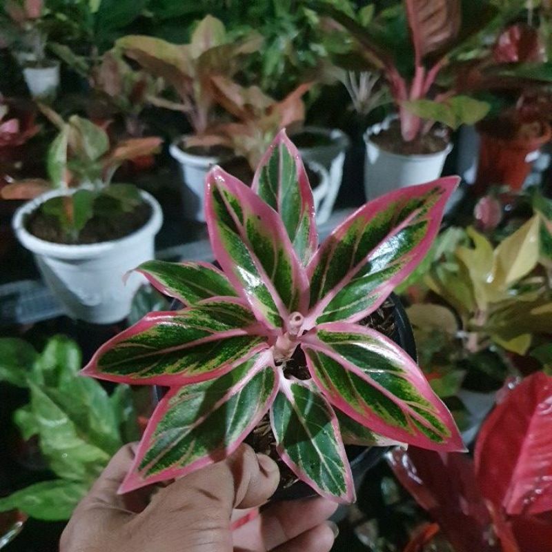 aglaonema lotus delight