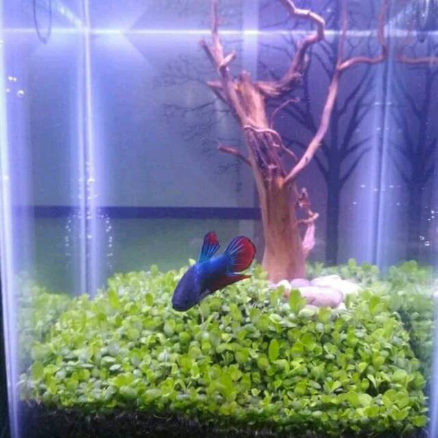Bibit Magic Carpet Seed Type Monte Carlo