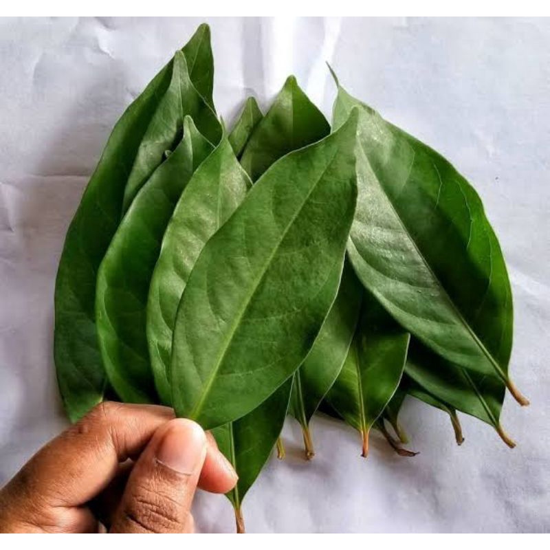 

Daun Salam