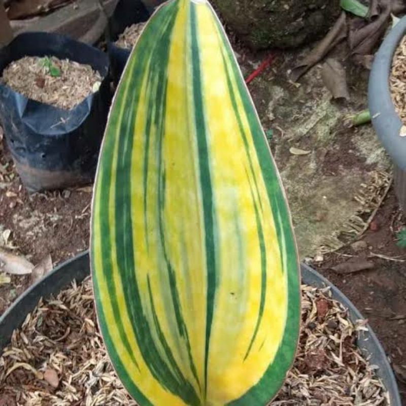 sansivera centong varigata