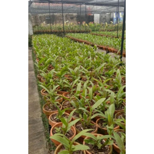 tanaman hias angrek Dendrobium bunga red