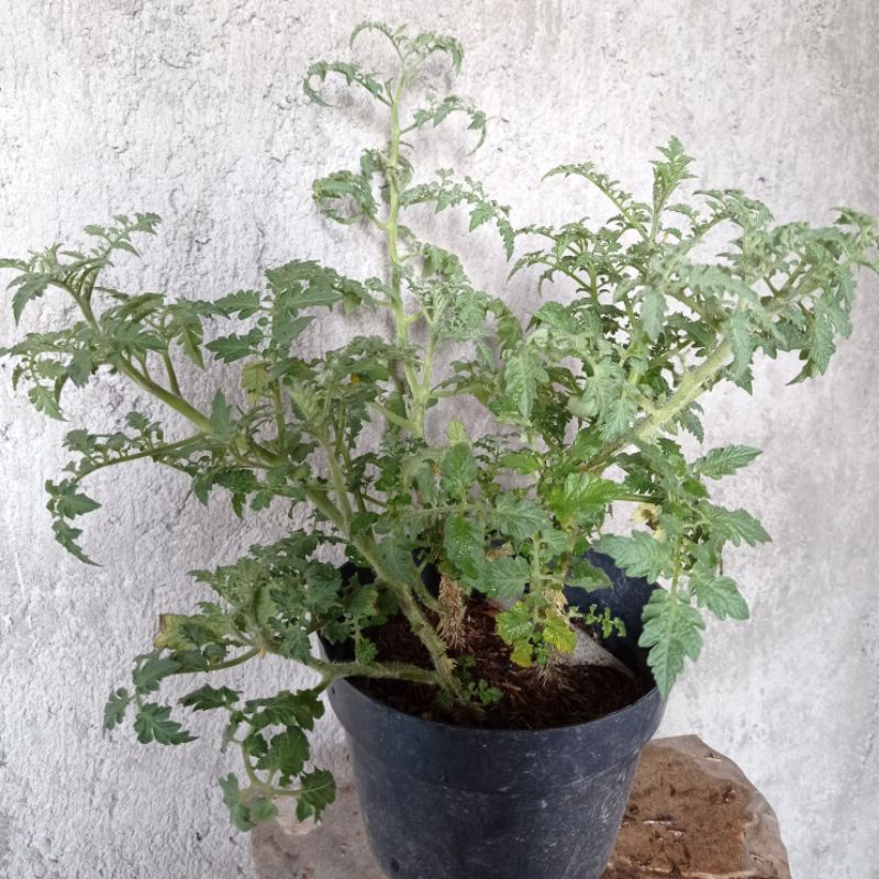 Tanaman Tomat, Tanaman tomat very , pohon Tomat cery