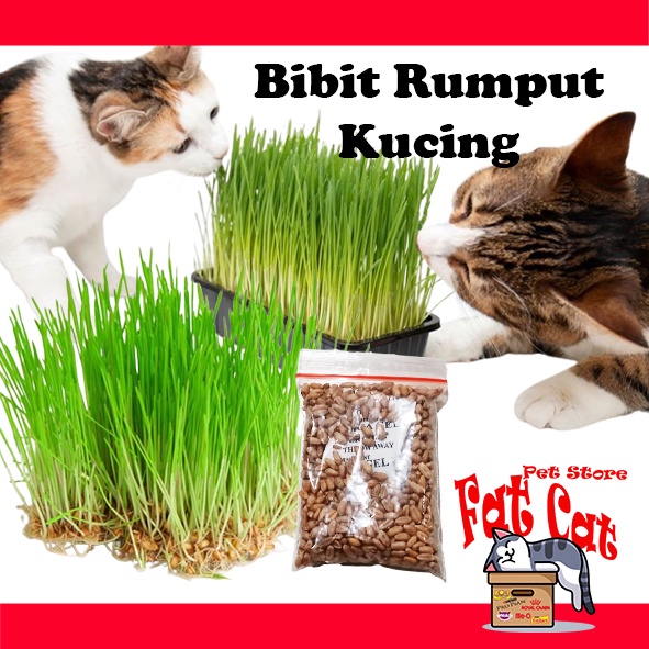 Cat grass - Bibit rumput kucing rumput gandum benih