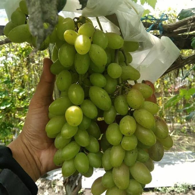 MURAH Bibit Tanaman Buah Anggur Hijau Import Dixon-Bibit Anggur Impor Dixon TERBAIK