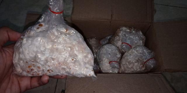 Bibit F2 Jamur Tiram Florida Terlaris