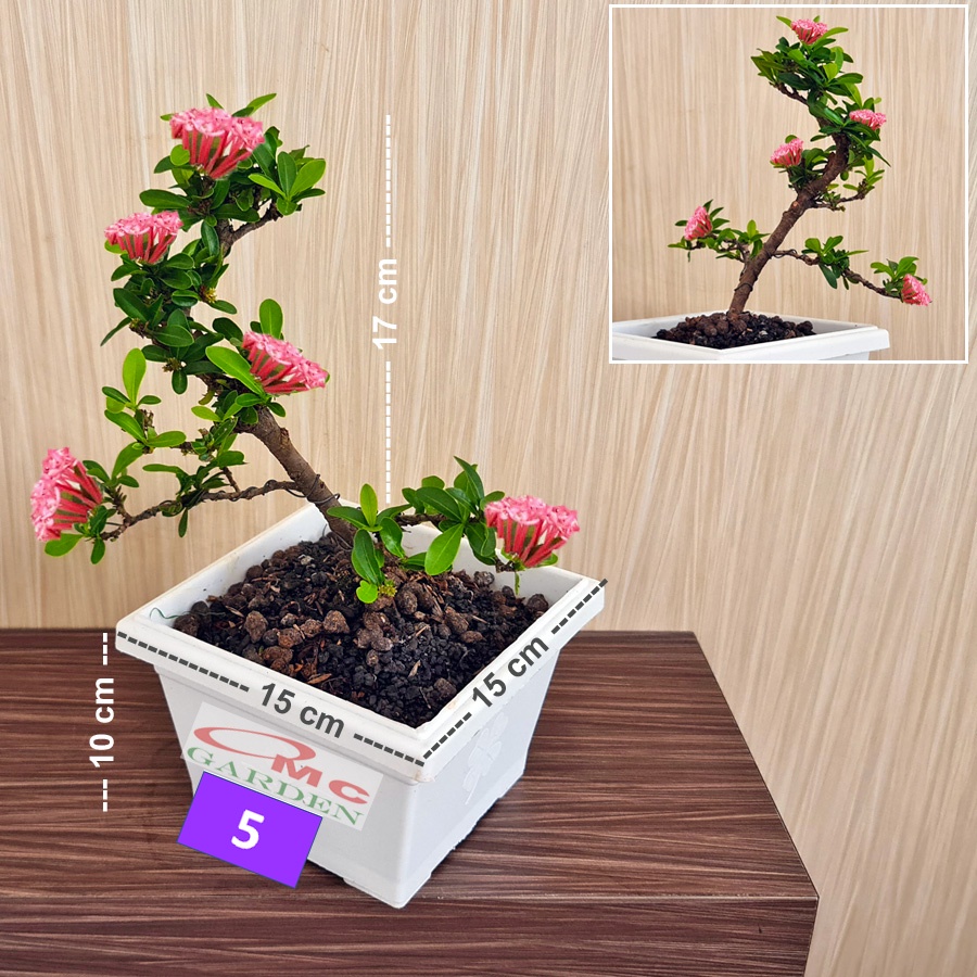 Tanaman Hias Bonsai Bonsae Mame Soka Mini Asoka Jepang Ixora Pink Jambon B-SMP-008