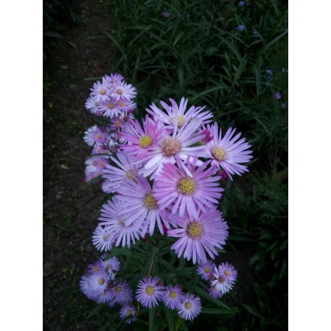 Paket Tanaman Bunga Aster Pikok (aster amellus) 100rb 8 pohon 4 Warna
