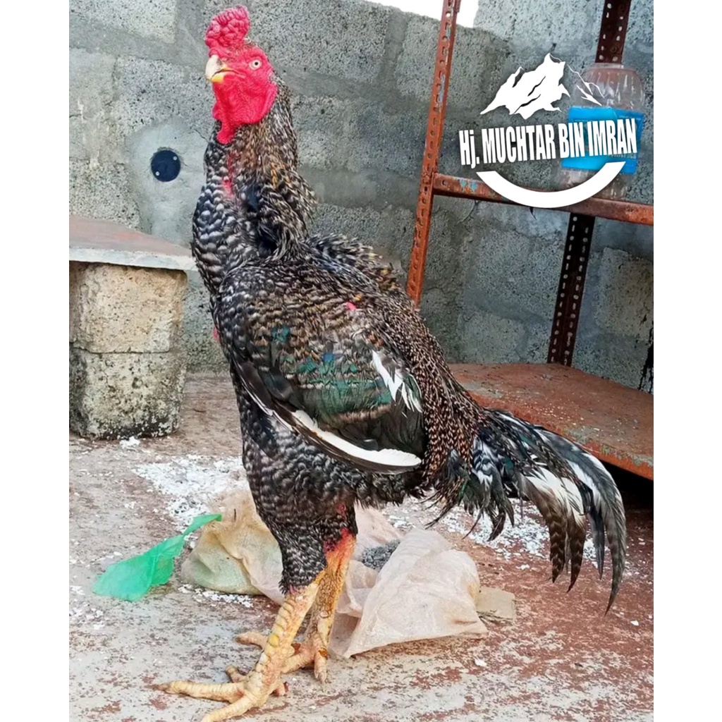Ayam Bangkok Aseel jali batu original Asli HJ MUCHTAR BIN IMRAN telur fertil siap tetas hias
