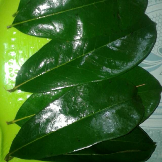 

Daun sirsak segar 250 gr