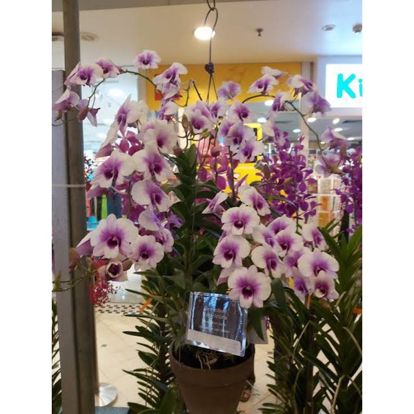 (ANGGREK MINI) dendrobium Yaya Victoria dewasa