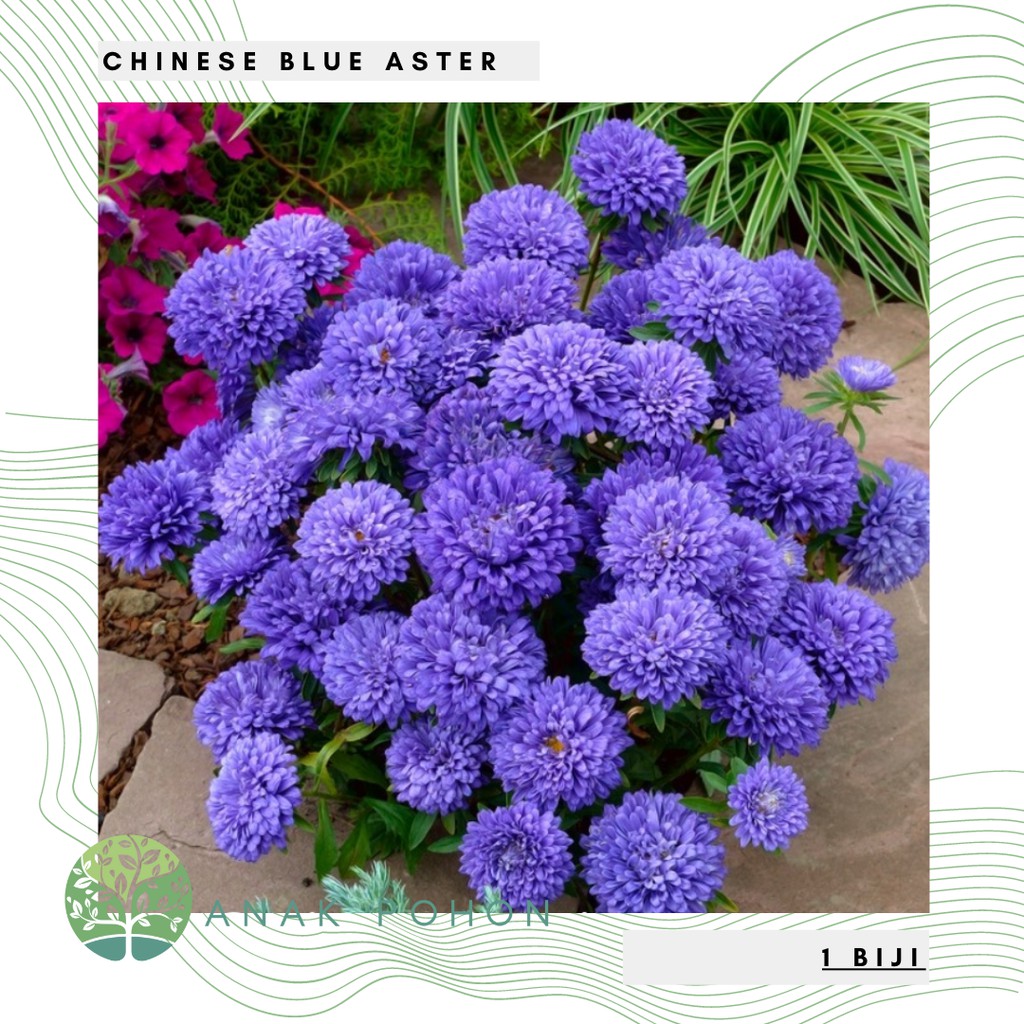 Benih Bibit Biji - Bunga Chinese Blue Aster Flower Seeds - IMPORT