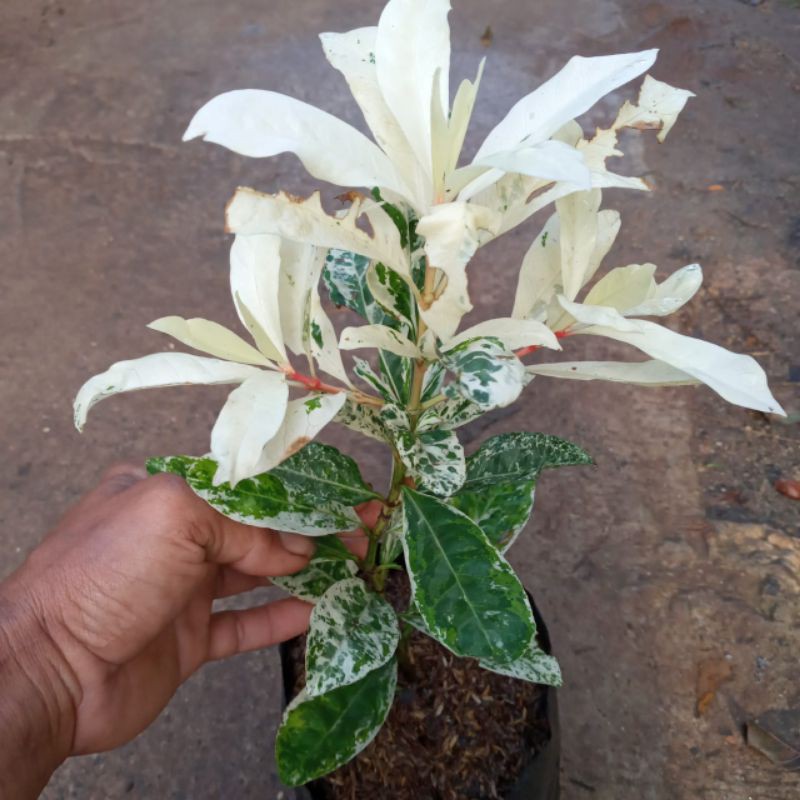 TANAMAN HIAS ASOKA VARIEGATA