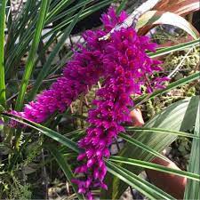 anggrek dendrobium scundum