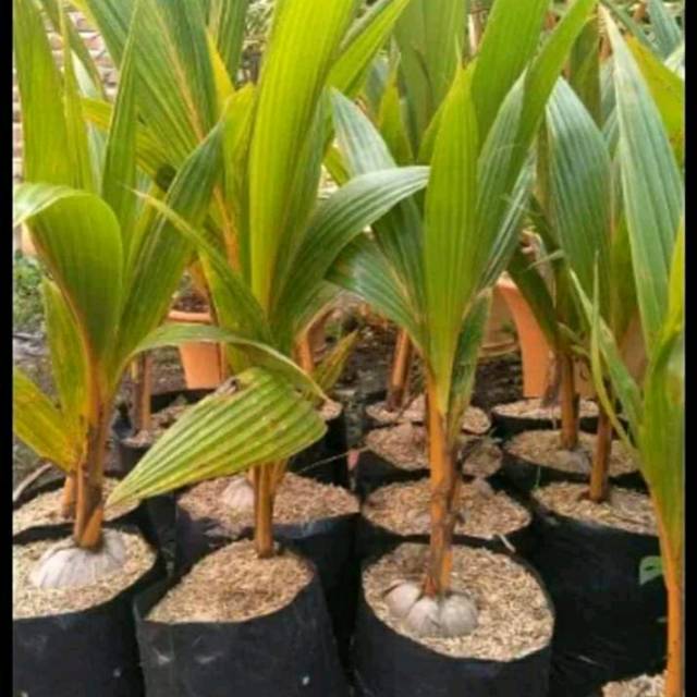 bibit kelapa gading oren