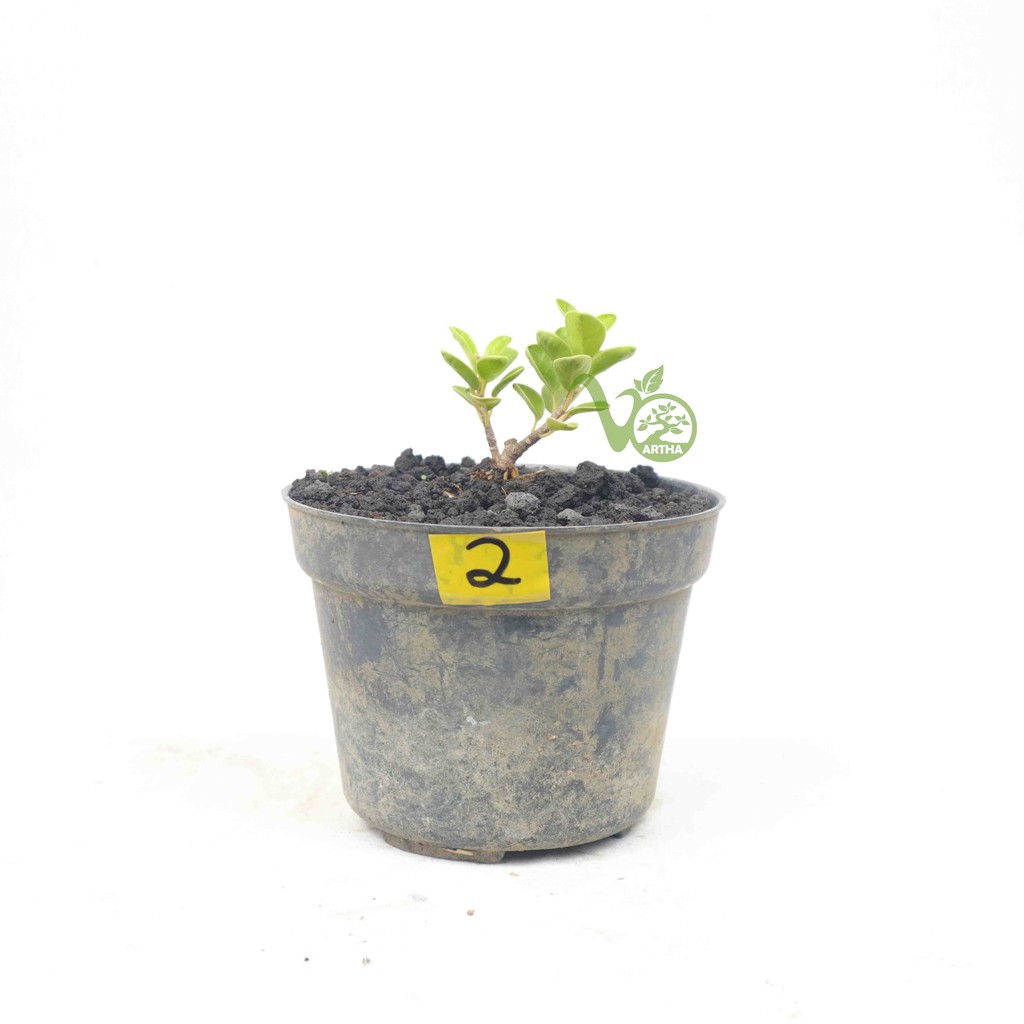 Bibit Bonsai Dolar Mangkok Pucuk Merah - 2