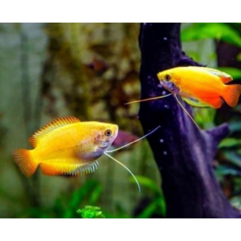 ikan hias sepat madu aquascape