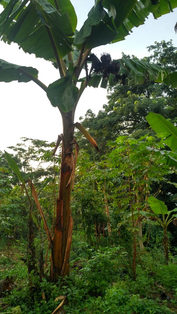 Kunci Pipa 14” Tekiro