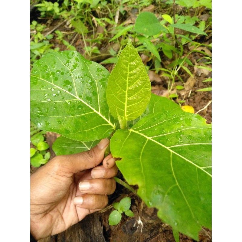 

Daun Awar Awar Segar 250 gram