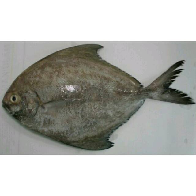 

Ikan Bawal Laut