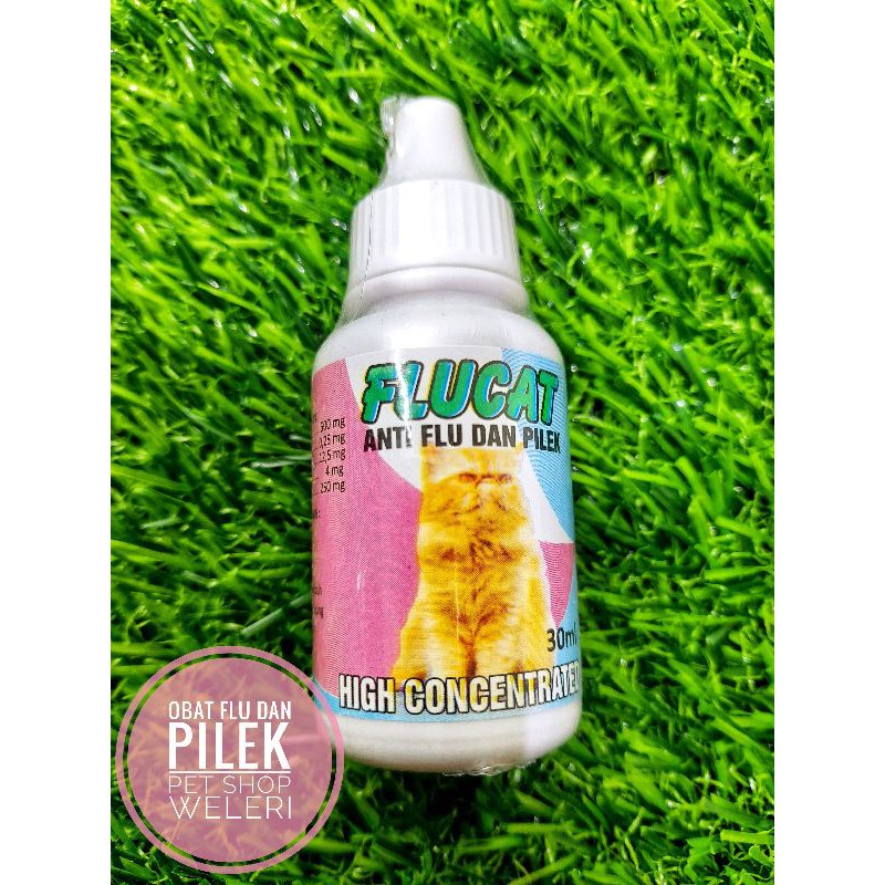 Flu cat obat flu kucing paling ampuh