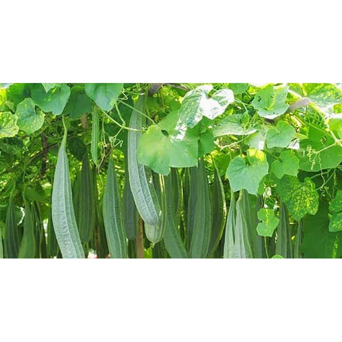 Bestseller Benih-Bibit OyongU002Fgambas Estilo F1 (Bisi) ***