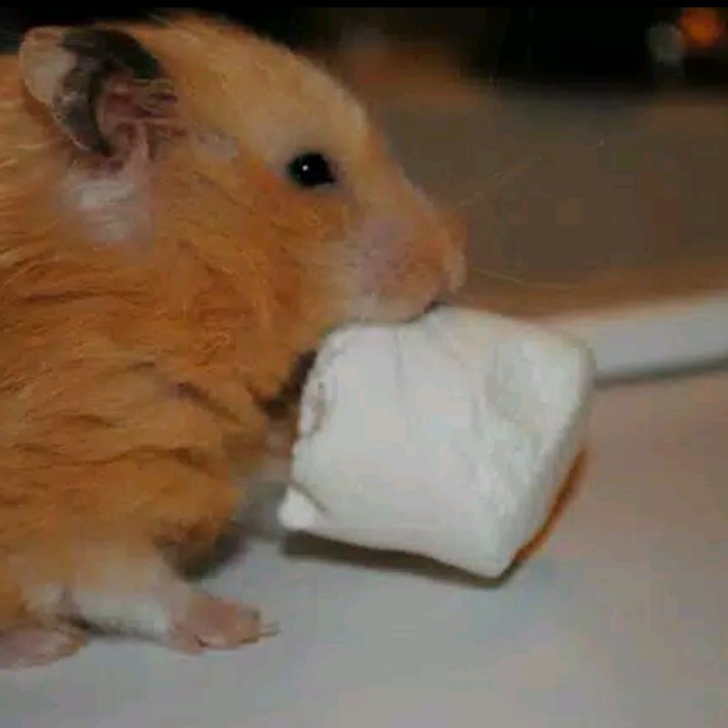 MARSMELLOW HAMSTER SUGAR GLIDER  - CAMILAN MARSMALLOW PAKAN MAKANAN HAMSTER MARSHMELLOW MARSHMALLOW BT