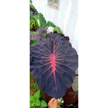 colocasia black diamond