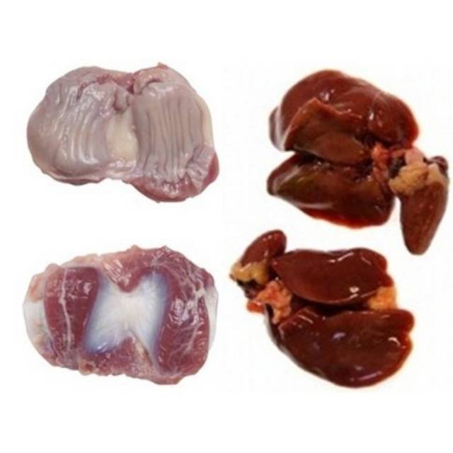 

ATI AMPELA / AMPELA / JANTUNG