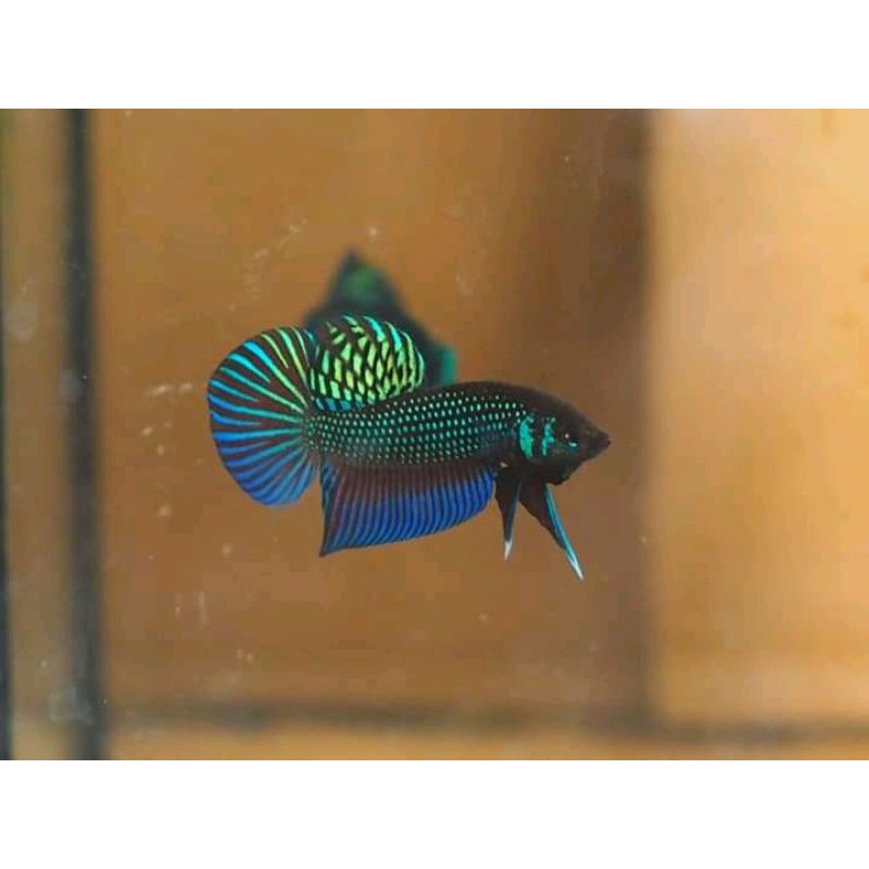 cupang alam mahachai/wild Betta mahachai hybreed