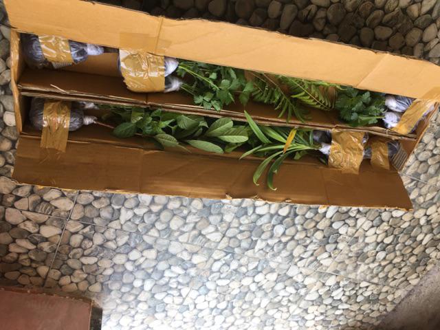 Bibit Cabe 10 Biji 10.000