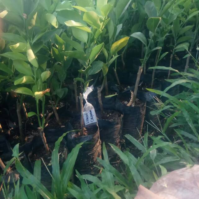 bibit Lemon california