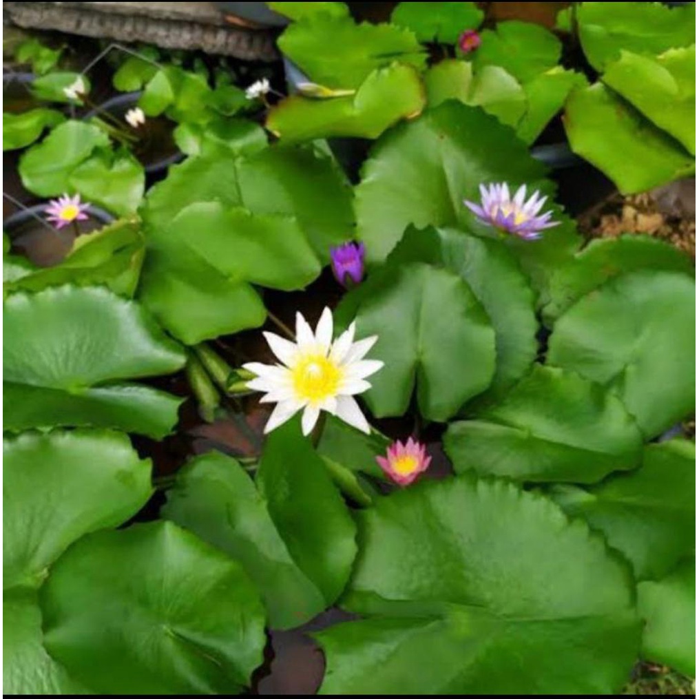 Bibit bunga teratai air // bunga teratai hidup