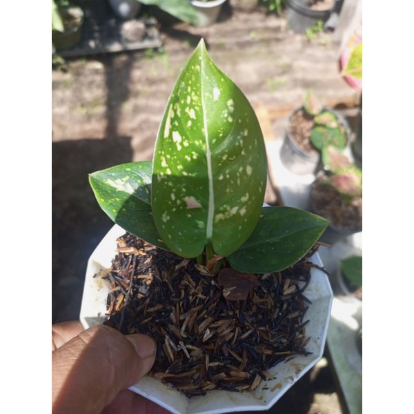 aglonema ruby compacta