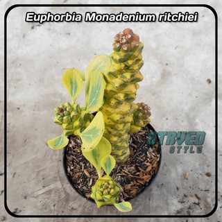 EUPHORBIA MONADENIUM RITCHIEI BUNGA SEKULEN KAKTUS  HIAS 