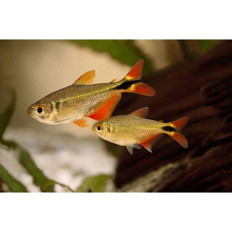 Buenos Aires Tetra - Ikan Hias Aquascape